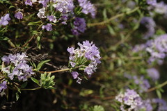 Ziziphora serpyllacea