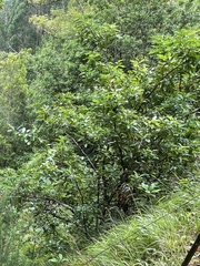 Laurus novocanariensis