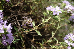 Ziziphora serpyllacea