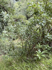 Laurus novocanariensis