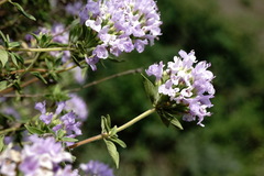 Ziziphora serpyllacea
