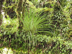 Fascicularia bicolor