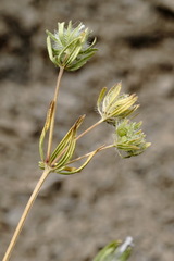 Asperula setosa