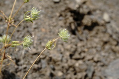 Asperula setosa