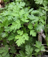 Anthriscus cerefolium