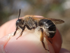 Andrena tibialis