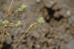Asperula setosa