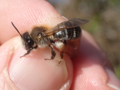 Andrena tibialis