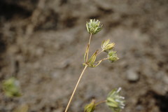 Asperula setosa