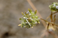Asperula setosa