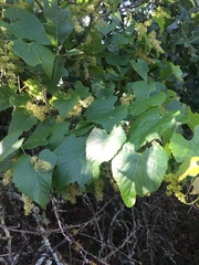 Vitis monticola