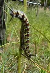Grammodora nigrolineata