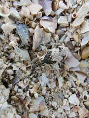 Bothynoderes affinis