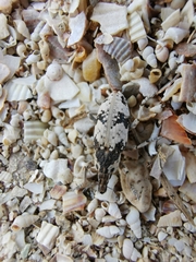 Bothynoderes affinis