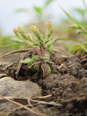 Gentiana tenuissima