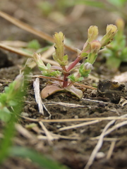 Gentiana tenuissima