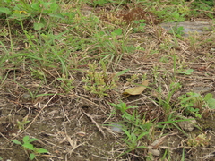 Gentiana tenuissima