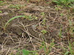 Gentiana tenuissima