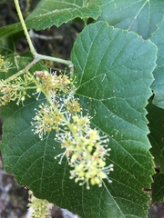 Vitis monticola