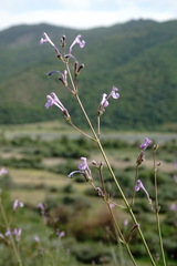 Nepeta teucriifolia daghestanica
