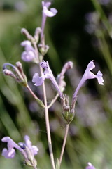 Nepeta teucriifolia daghestanica