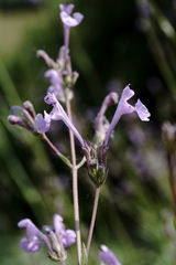 Nepeta teucriifolia daghestanica