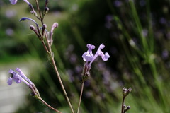 Nepeta teucriifolia daghestanica