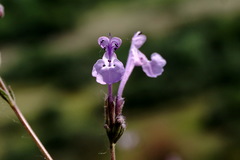 Nepeta teucriifolia daghestanica