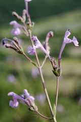 Nepeta teucriifolia daghestanica