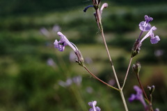 Nepeta teucriifolia daghestanica