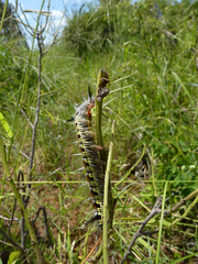 Grammodora nigrolineata