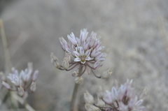 Allium macropetalum