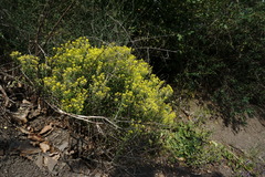 Odontarrhena muralis