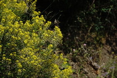 Odontarrhena muralis