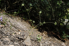 Asperula setosa