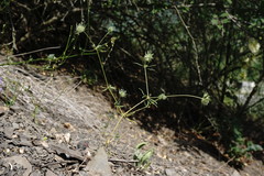 Asperula setosa