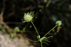 Asperula setosa