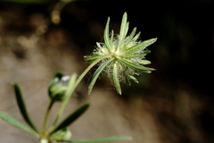 Asperula setosa