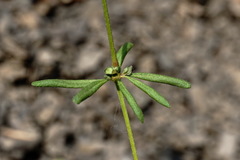 Asperula setosa