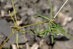 Asperula setosa
