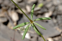 Asperula setosa