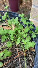 Ranunculus platensis