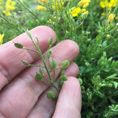 Paysonia lescurii