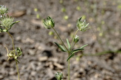 Asperula setosa