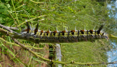 Grammodora nigrolineata