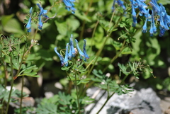 Corydalis flexuosa
