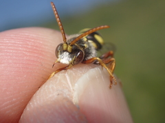 Nomada fulvicornis