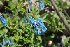Corydalis flexuosa