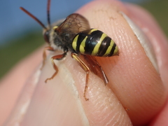 Nomada fulvicornis