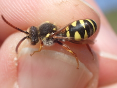 Nomada fulvicornis